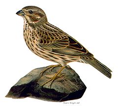 Сива овесарка (Emberiza calandra)